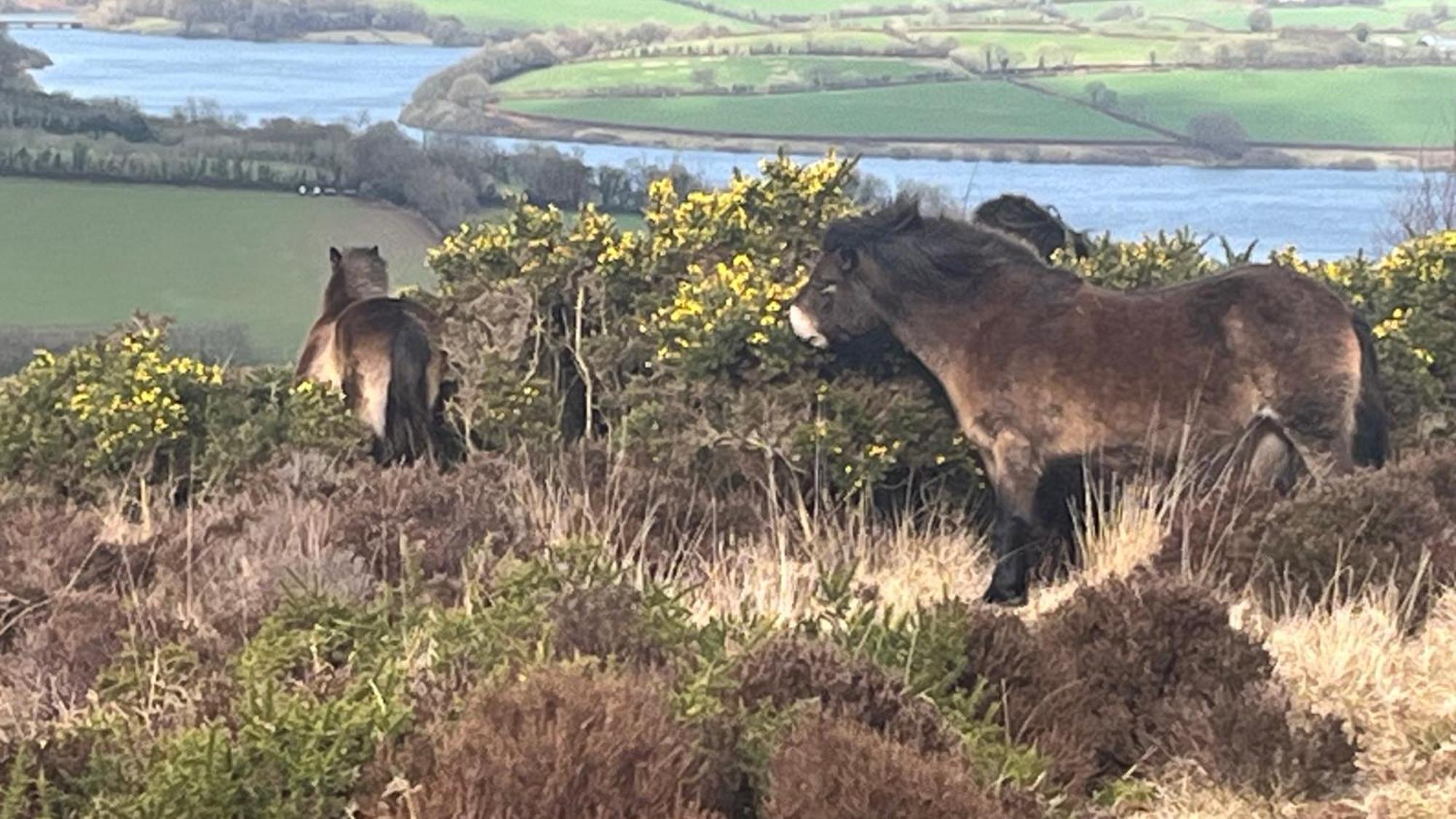 Exmoor Bnb In Withypool On Two Moors Way Dış mekan fotoğraf