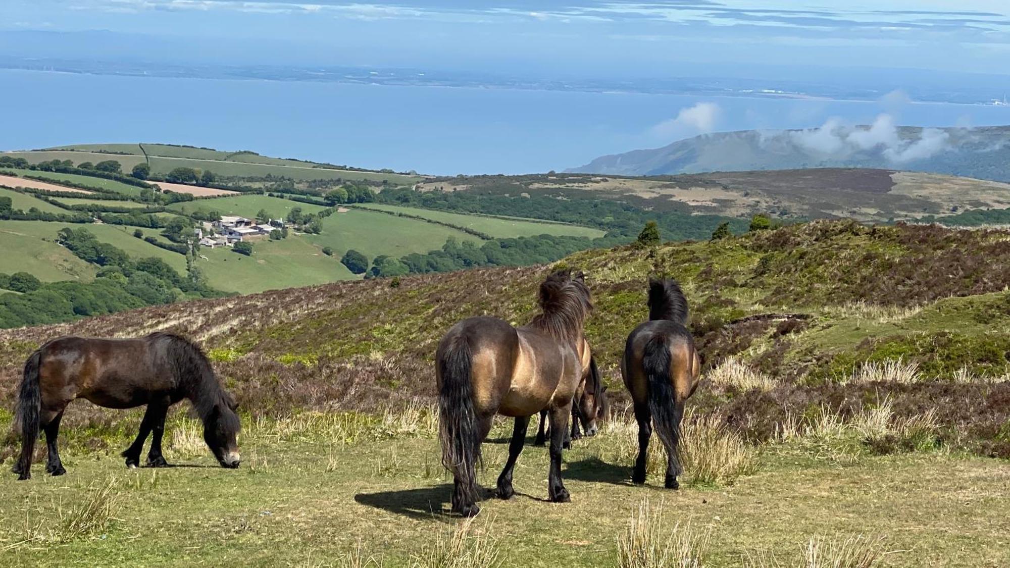 Exmoor Bnb In Withypool On Two Moors Way Dış mekan fotoğraf