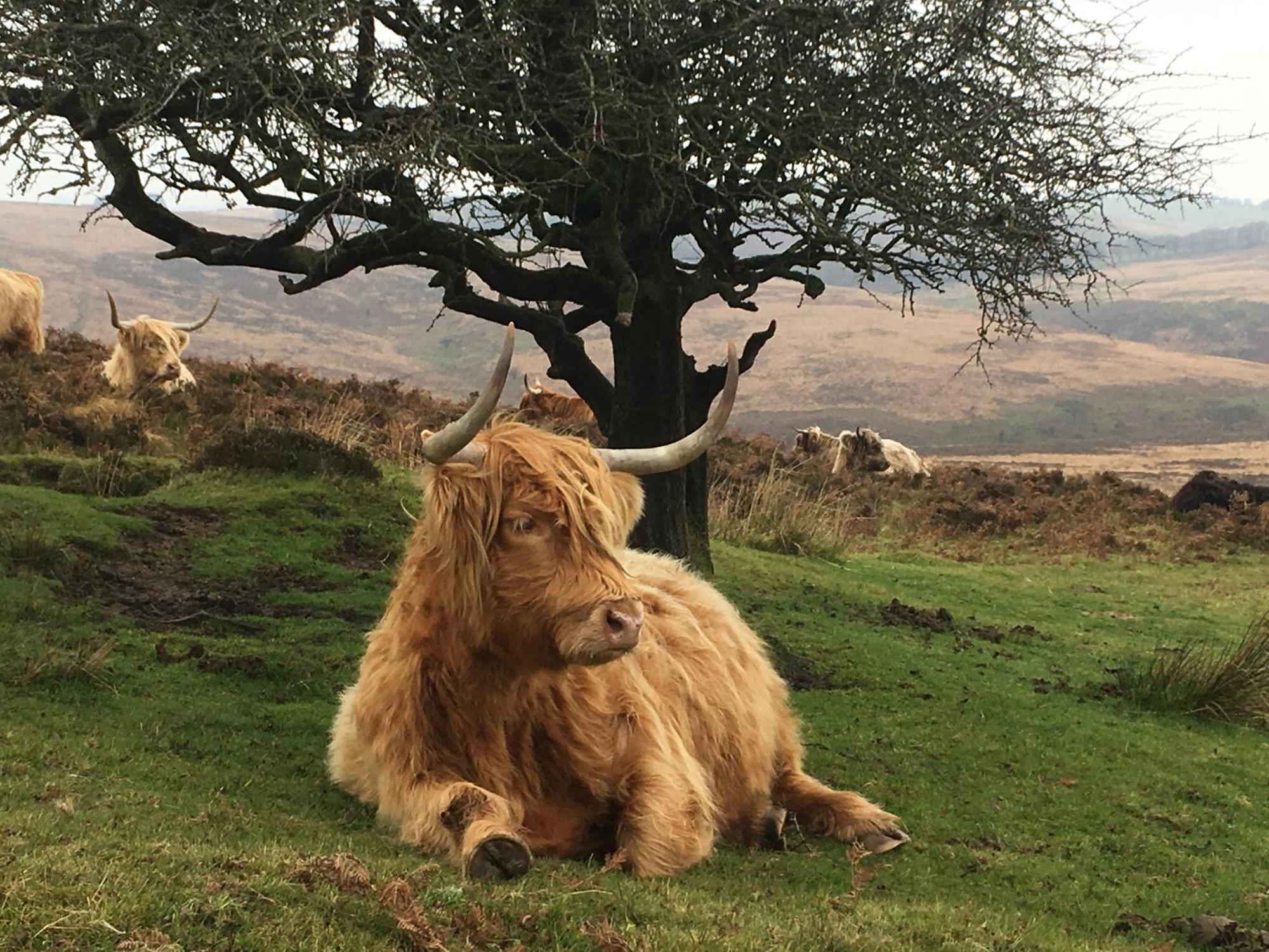Exmoor Bnb In Withypool On Two Moors Way Dış mekan fotoğraf